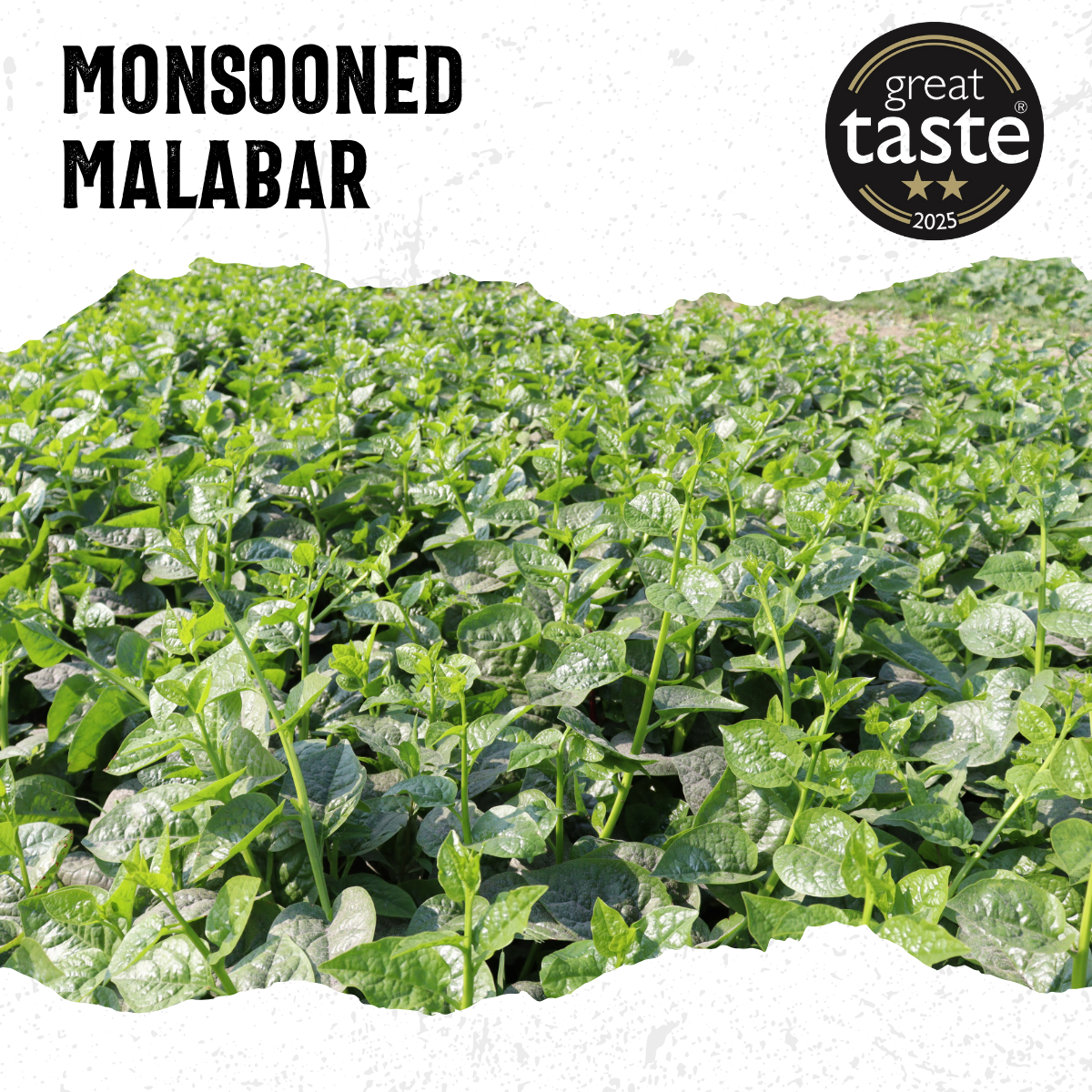 Monsooned Malabar
