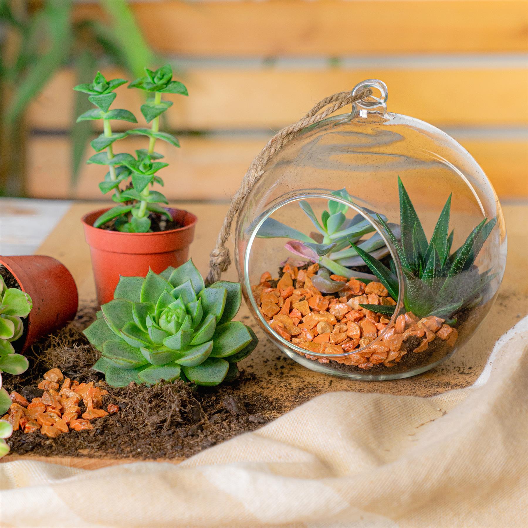 12cm Hanging Glass Succulent Terrarium