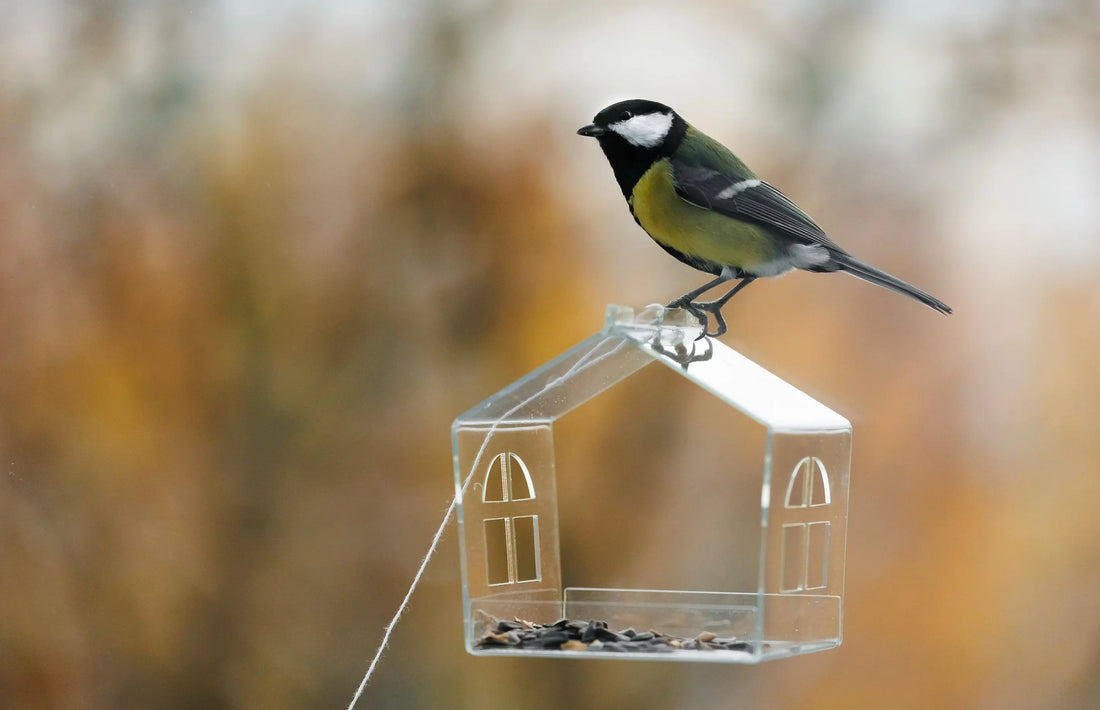 Bird Feeders & Deterrents