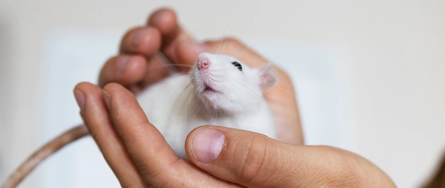 PEST CONTROL at Rinkit.com