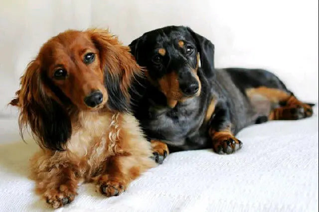 Hair &amp; Lint Removal at Rinkit.com