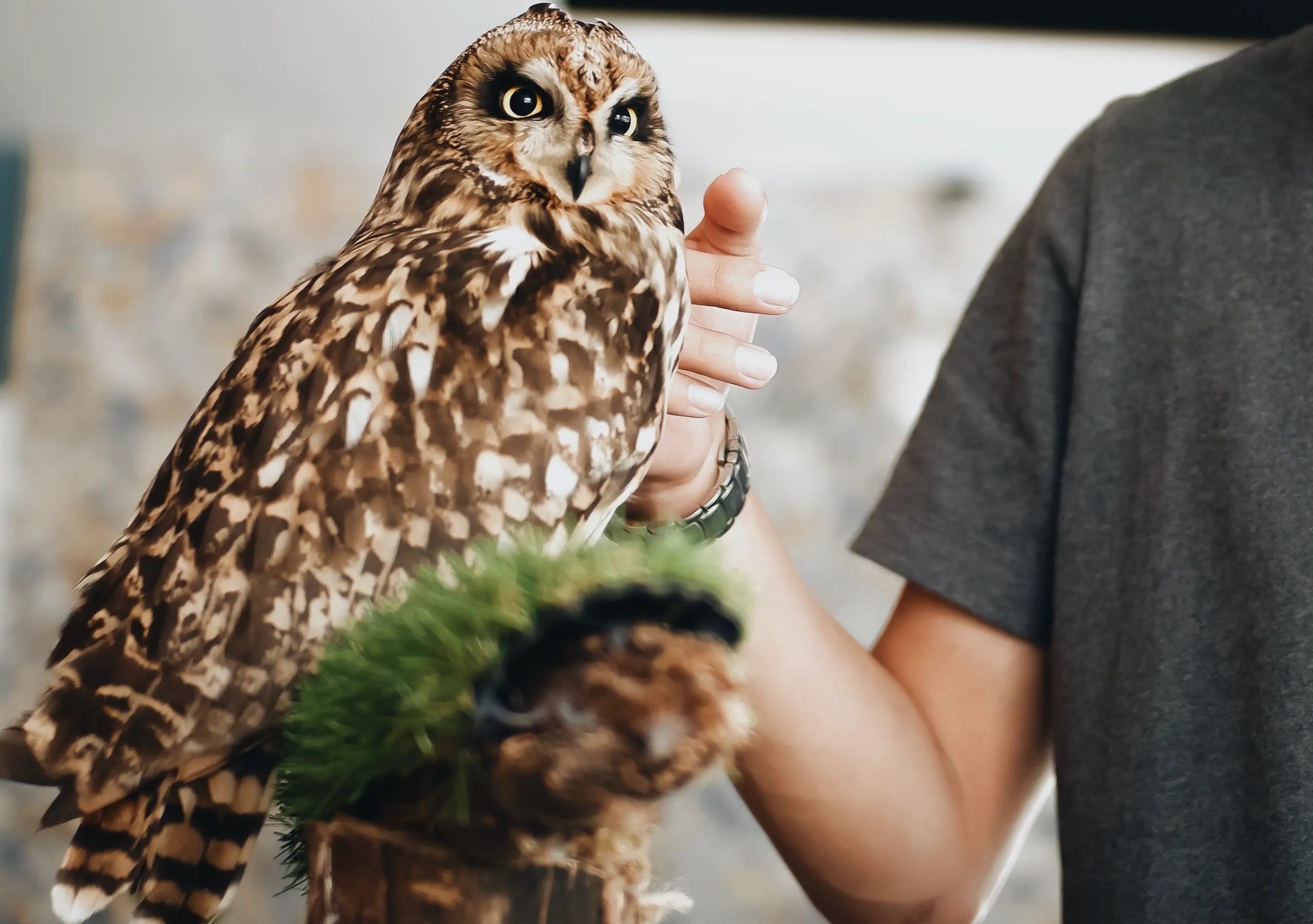 Garden Deterrents at Rinkit.com