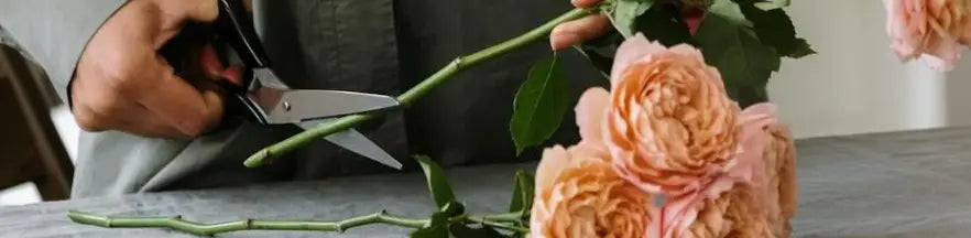 Scissors at Rinkit.com