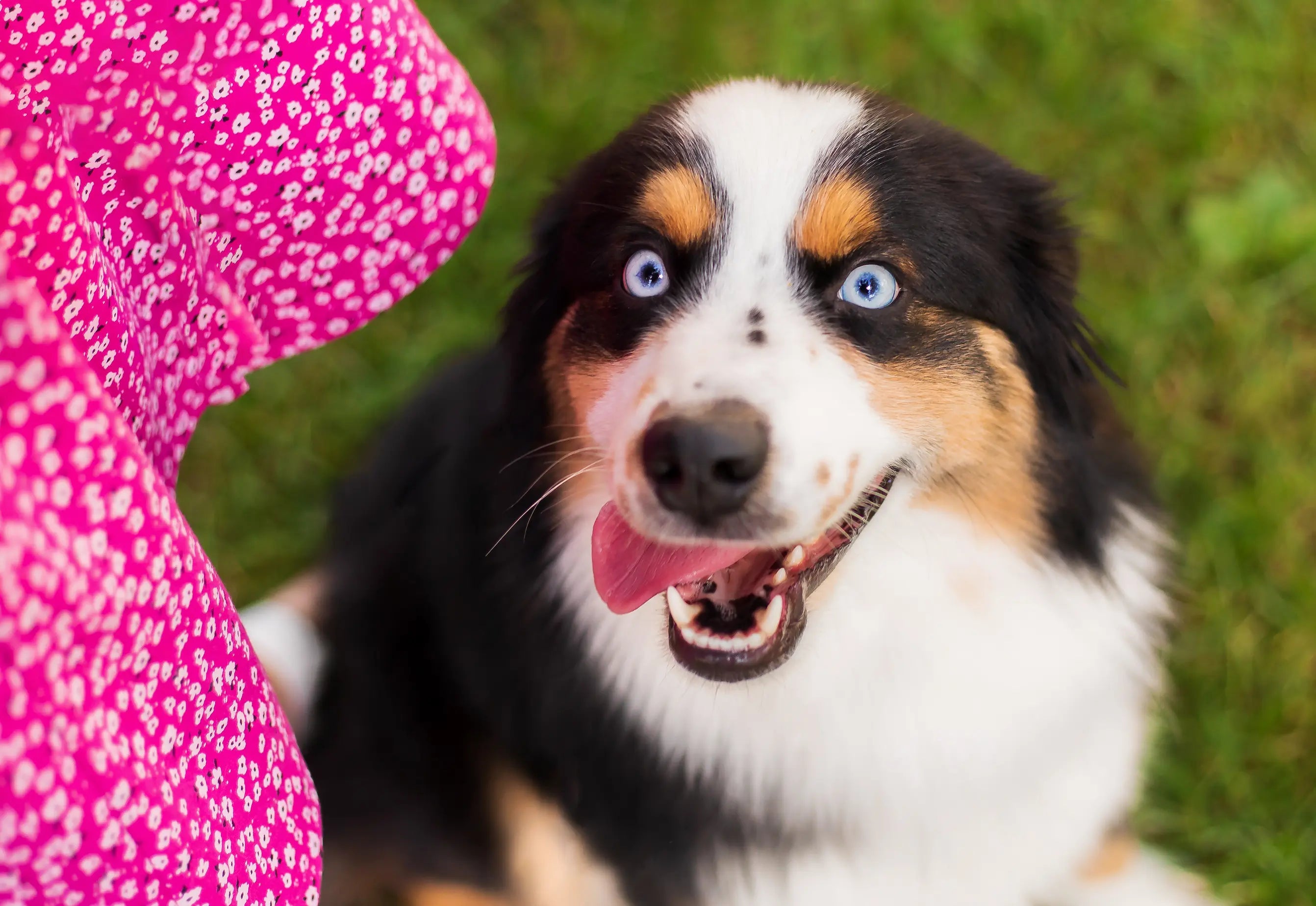 Poop & Scoop - Dog Waste Bags, Pooper Scoopers & Puppy Training Pads ...