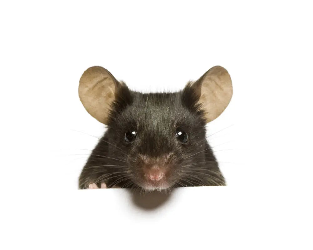 Mouse &amp; Rodent Traps at Rinkit.com