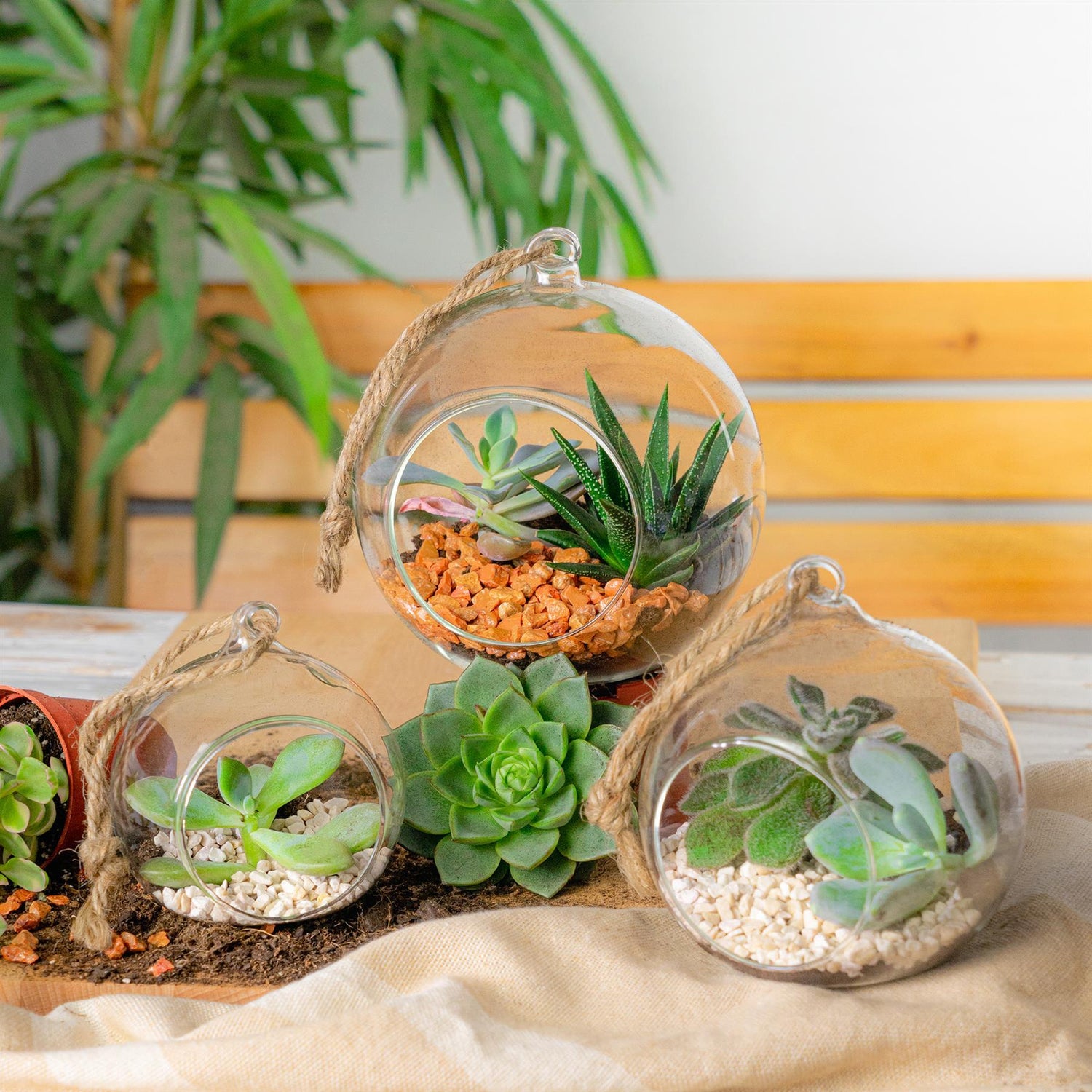 succulent terrarium hanging 8cm Hanging Glass Succulent Terrarium - By Nicola Spring